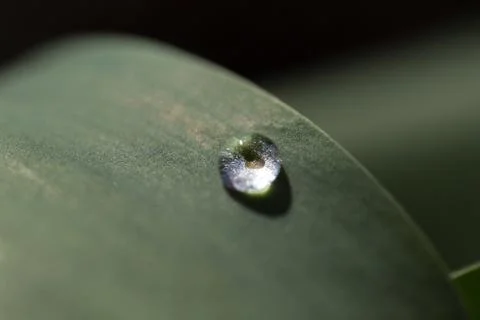 Macro drops after the rain dew blade of grass Foto stock