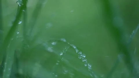 Macro drops on the grass Stockbeeldmateriaal 64922265