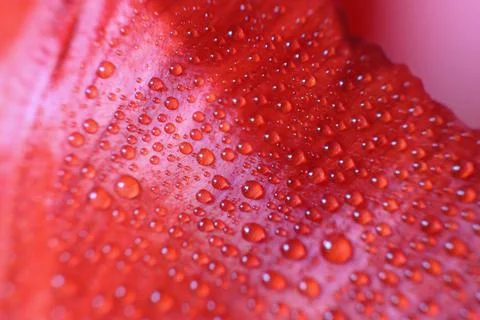 Macro. Drops on the petal Stock Photos