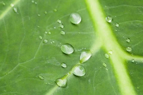Macro drops of water Stock Photos