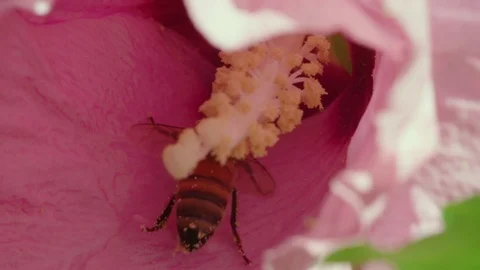 Macro: Drunk Pollen covered bee exits a Rose of Sharon to gather more Video stock 92543697