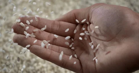 Macro of dry basmati quality rice falling on wooden table at restaurant kitchen Video stock 269321527