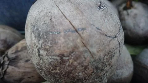 Macro Dry Coconut Shell Texture Stock Photos