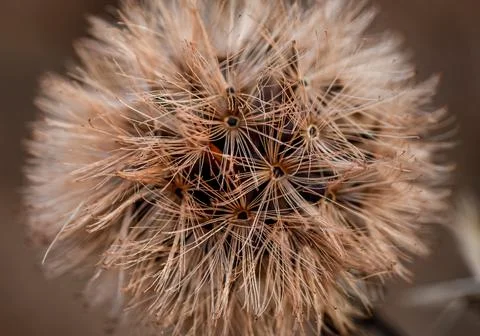 Macro dry flower Stock Photos