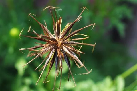 Macro of dry flower with soft background Stock Photos
