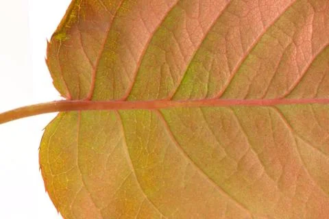 Macro of a dry leaf in the fall Stock Photos