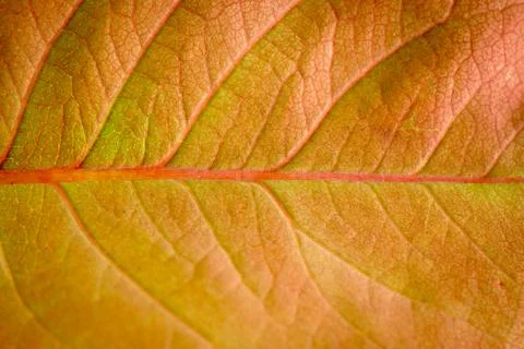 Macro of a dry leaf in the fall Stock Photos