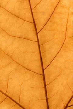 Macro of a dry leaf in the fall Foto stock