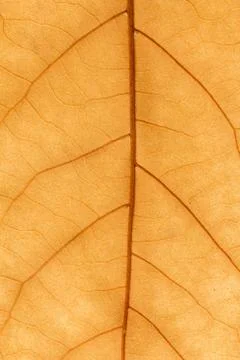 Macro of a dry leaf in the fall Foto stock