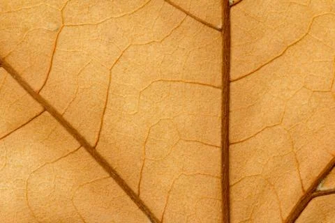Macro of a dry leaf in the fall Foto stock
