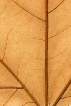 Macro of a dry leaf in the fall Foto stock