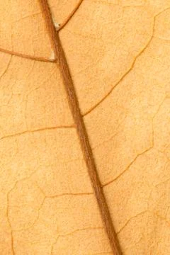 Macro of a dry leaf in the fall Stockfoto's