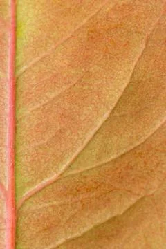 Macro of a dry leaf in the fall Foto stock