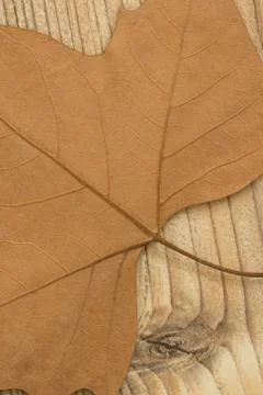 Macro of a dry leaf in the fall Stock Photos
