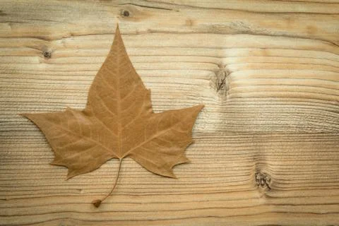 Macro of a dry leaf in the fall Stock Photos