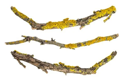 Macro dry tree branches isolated on white background Stock Photos