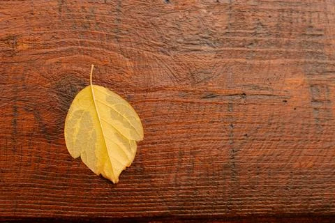 Macro of a dry yellow leaf in the fall Stock Photos