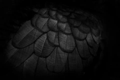 Macro on Duck's feathers Stock Photos