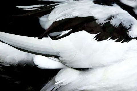 Macro on Duck's feathers Stock Photos