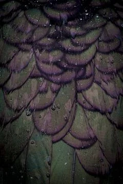 Macro on Duck's feathers Stock Photos