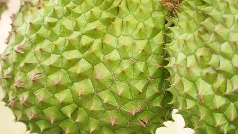 Macro Durian Shell Texture Spaced Spikes Near Ripening 스톡 동영상 333840677
