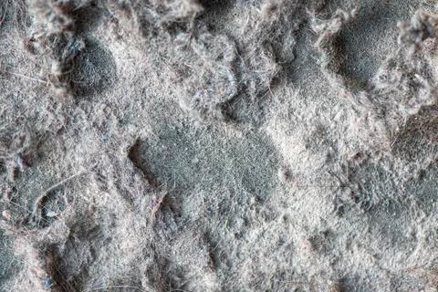 Macro dust and garbage from vacuum cleaner Foto stock