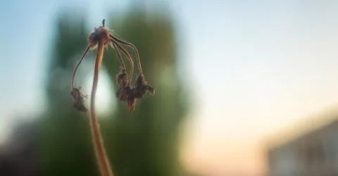 Macro of dying flower Foto stock