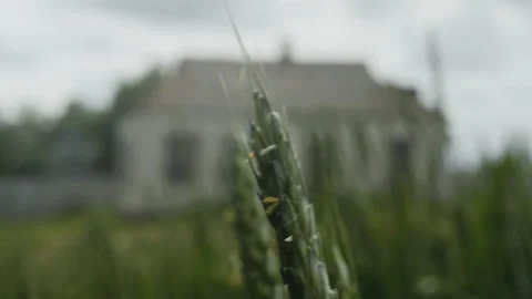 Macro, Ears of Green Wheat Swaying in the Wind against the Background of the Stock Footage 158561995