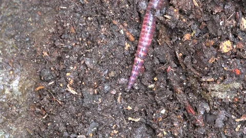 Macro earthworm crawls over moist soil - Soil Decomposer and Earthworm Crawling Stock Footage 339436286