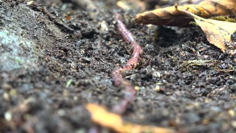 Macro earthworm crawls over moist soil, revealing segmented annelid body texture Stock Footage 339436375
