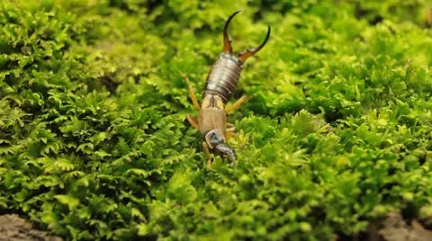 Macro Earwig Crawling on a green grass field in Nature, Wildlife Stockbeeldmateriaal 8960542