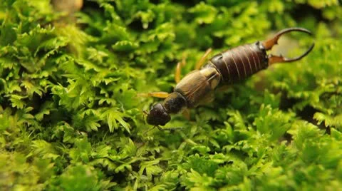 Macro Earwig Crawling on a green grass field in Nature, Wildlife Vidéo 8960557
