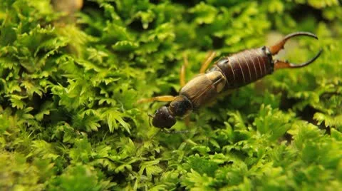Macro Earwig Crawling on a green grass field in Nature, Wildlife 스톡 동영상 8960721