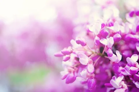 Macro of eastern redbud tree's. Blooming Judas tree. Cercis siliquastrum Stock Photos