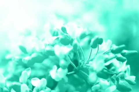 Macro of eastern redbud tree's. Blooming Judas tree. Cercis siliquastrum Stock Photos