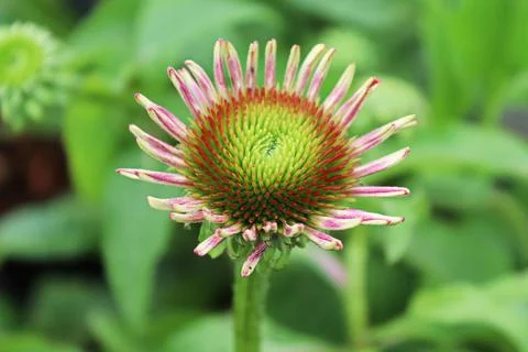 Macro of echiniacea in full bloom during later summer Stock Photos