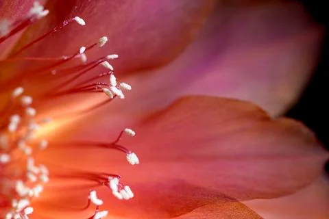 Macro echinopsis Stock Photos