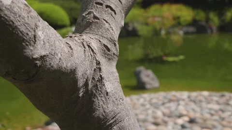 Macro ECU tree bark, public Japanese Garden at Central Park in San Mateo CA Stock Footage 136052787