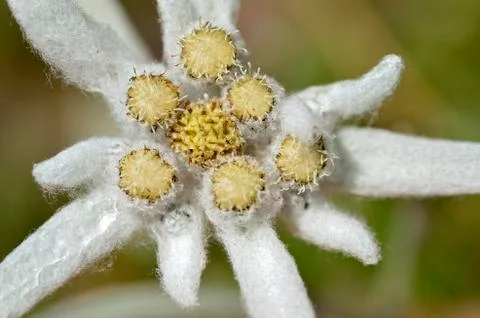 Macro of edelweiss flower Stock Photos