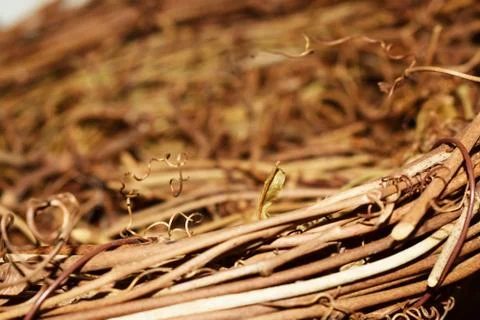 Macro empty bird nest Stock Photos