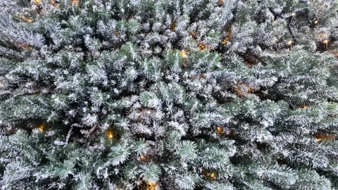 Macro evergreen needles texture slow motion 4K nature background Stock Footage 327482791