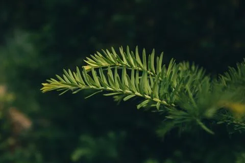 Macro evergreen pine needles in the sunlight Stock Photos