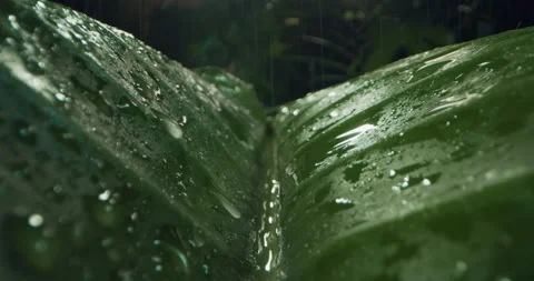 Macro of exotic leaf with falling drops while raining on rainforest foliage. Video stock 194449423