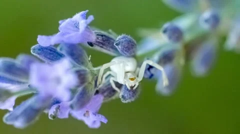 Macro of exotic semi-translucent white Thomisida arachnid (crab spider) on pu Video stock 67541397