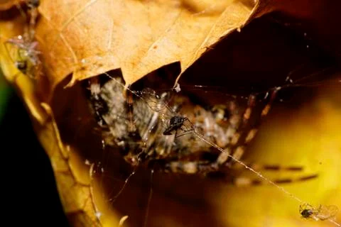 Macro extraction at the cobweb spider Araneus in the shelter of yellow leaves 写真素材