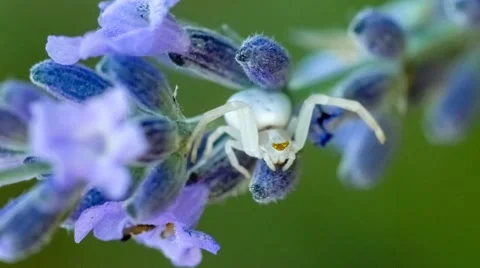 Macro of extraordinary tiny white crab spider (Australian) sitting on lavende Stock Footage 65226435