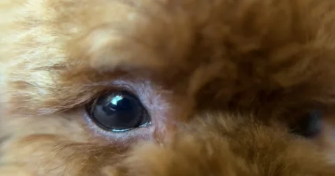 Macro extreme close up of brown toy poodle eyes. 库存影片 332132589