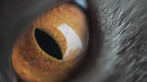 Macro extreme close up of cat eye showing golden iris with vertical pupil c.. Stock Footage 339789346