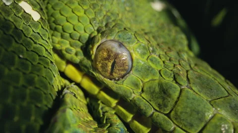 Macro extreme close up emerald tree boa eyeball Stock Footage 170516542