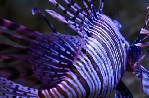 Macro Extreme Close-Up of Red Lionfish Stripes and Fins Stock Photos